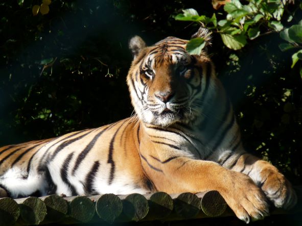 Tiger at West Midlands Safari Park